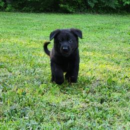 German Shepherd Puppies from Von WestLynn German Shepherds