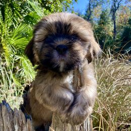 BIRTH SEPT 20 MB3 FLORIDA AKC MULTI CHAMPION ANCESTRY - Red gold male Lhasa Apso puppy in Bell, Florida from Maryann & Kandis