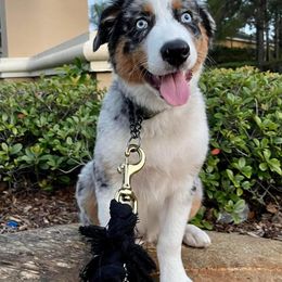 Australian Shepherds from Over The Rainbow Aussies