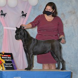 Badu - Cane Corso