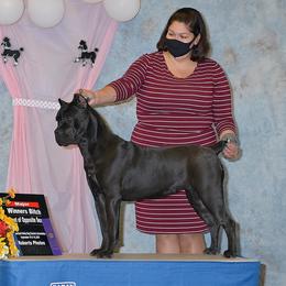 Badu - Cane Corso