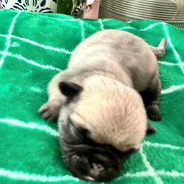 Pug Puppies from Masters Pugs