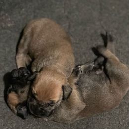 Bullmastiff Puppies from Black Mountain Bullmastiffs