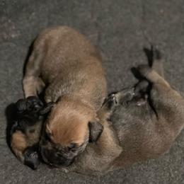 Bullmastiff Puppies from Black Mountain Bullmastiffs
