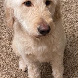 Goldendoodles from Oodles of Doodles & Not Just Goldendoodles