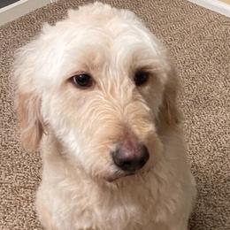 Goldendoodles from Oodles of Doodles & Not Just Goldendoodles