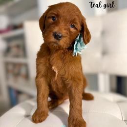 Teal girl - Red  female Goldendoodle puppy in Valdese, North Carolina from Doodling All Day Goldendoodles