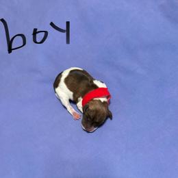 Boy 5 - Parti male Miniature Schnauzer puppy in Dunlap, Tennessee from Beards of Glory
