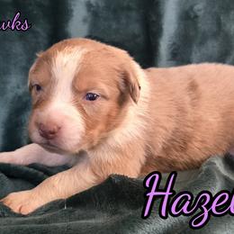 Hazelnut - Red merle female Australian Shepherd puppy in Albion, Michigan from Northern Lights Aussies (NL Aussies)