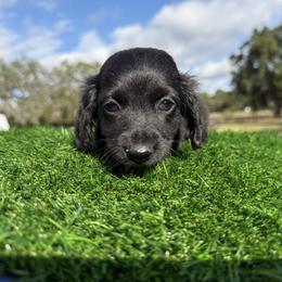 Purple Collar - Black male Dachshund puppy in Apopka, Florida from The HotDog Stand