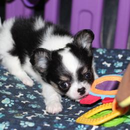 Summer 4,400 - Black and tan female Chihuahua puppy in Cache, Oklahoma from Charming Lil Chihuahuas
