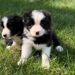 Thyme - Seal male Border Collie puppy in Lakeview, Michigan from Haven Creek Farm