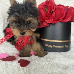 Diva - Black and tan female Yorkshire Terrier puppy in Riverside, California from Empire Yorkies