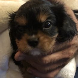 Cavalier King Charles Spaniel and Shih Tzu Puppies from Karen's Cavaliers