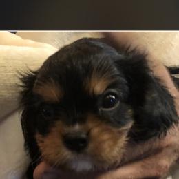 Cavalier King Charles Spaniel and Shih Tzu Puppies from Karen's Cavaliers