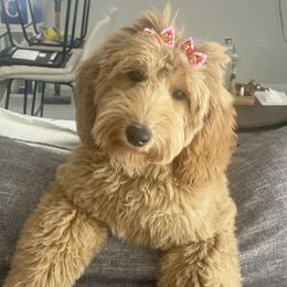 Dachshunds and Goldendoodles from Redlands Farm