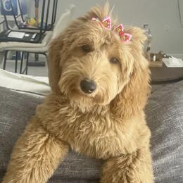 Dachshunds and Goldendoodles from Redlands Farm
