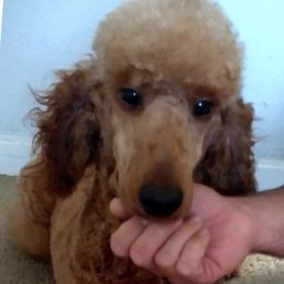 Goldendoodles from Exquisite Paws