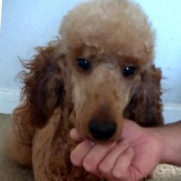 Goldendoodles from Exquisite Paws