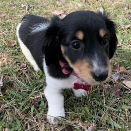 Dachshunds from R&B Dachshunds