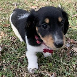 Dachshunds from R&B Dachshunds