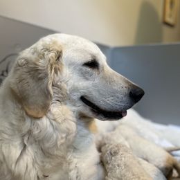 Lestra - Kuvasz