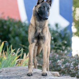Ilektra - Fawn sable female Belgian Malinois puppy in Cameron, North Carolina from Wildheart Belgian Malinois