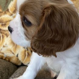 Scotty - Cavalier King Charles Spaniel puppy in Toledo, Ohio from Hopewell Cavaliers