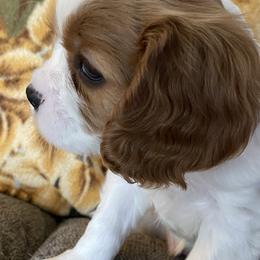 Scotty - Cavalier King Charles Spaniel puppy in Toledo, Ohio from Hopewell Cavaliers