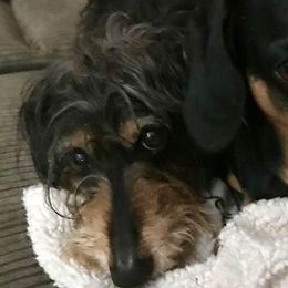 Dachshunds from Clark Shack Acres