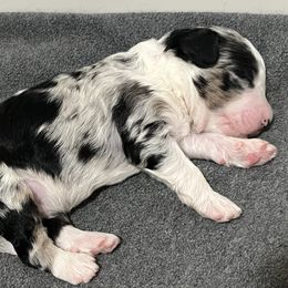 Cole - Blue merle male Bernedoodle puppy in Waco, Texas from Hope Valley Doodles