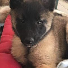 Belgian Tervuren Puppies from Devoue Belgians