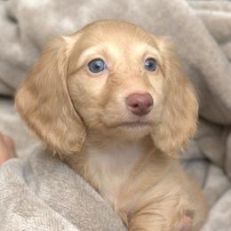 Maggie - Cream female Dachshund puppy in Cypress, Texas from Cypress Dachshunds