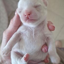 Solo puppy - Fawn and white male Chihuahua puppy in Haines City, Florida from Kassafina Kennel