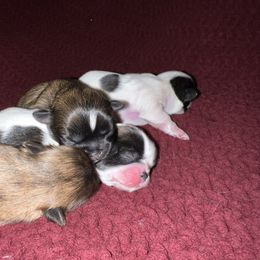 Shih Tzu Puppies from Lavender Lane Tzus