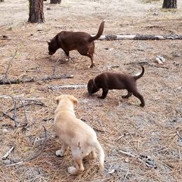 Labrador Retriever Puppies from Una Palmas Kennels