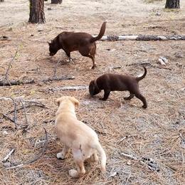 Labrador Retriever Puppies from Una Palmas Kennels