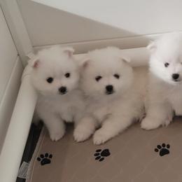 American Eskimo Dog Puppies from Diamond Storm Eskies