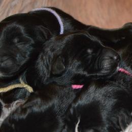 Tan collar female - Black female German Shepherd puppy in Marianna, Florida from Haus M Godwin