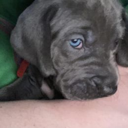 Great Dane Puppies from LC Blue Great Danes
