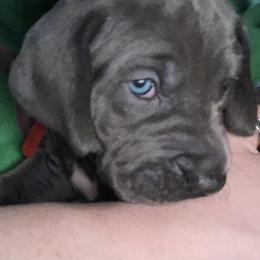 Great Dane Puppies from LC Blue Great Danes