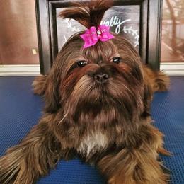 Twinkle - Shih Tzu