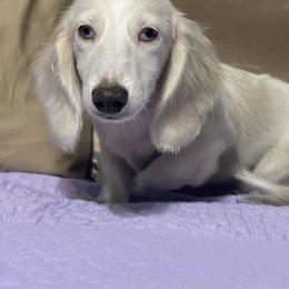 Dachshund All Grown Up from FloriDachs Miniature Dachshunds