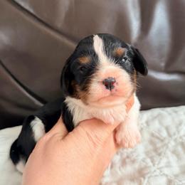 Sprinkle - Tri-color female Cavalier King Charles Spaniel puppy in De Soto, Missouri from Blooming Cavaliers