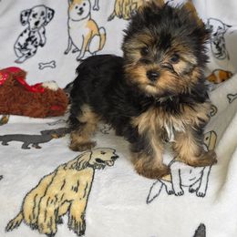 Logan - Black and tan male Yorkshire Terrier puppy in Bartlesville, Oklahoma from Chracy's yorkie babies