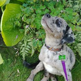Companion Cross Puppies from Mandala Dogs
