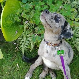 Companion Cross Puppies from Mandala Dogs