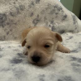 Lassie - Champagne female Maltipoo puppy in Dade City, Florida from Watkins Maltipoo's
