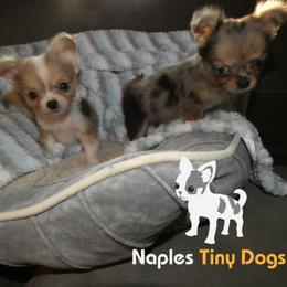 Chihuahua Puppies from Naples Tiny Dogs