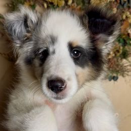 Oakley (blue merle color) - Blue merle white and tan male Shetland Sheepdog puppy in Idaho from Bellissimo Shelties